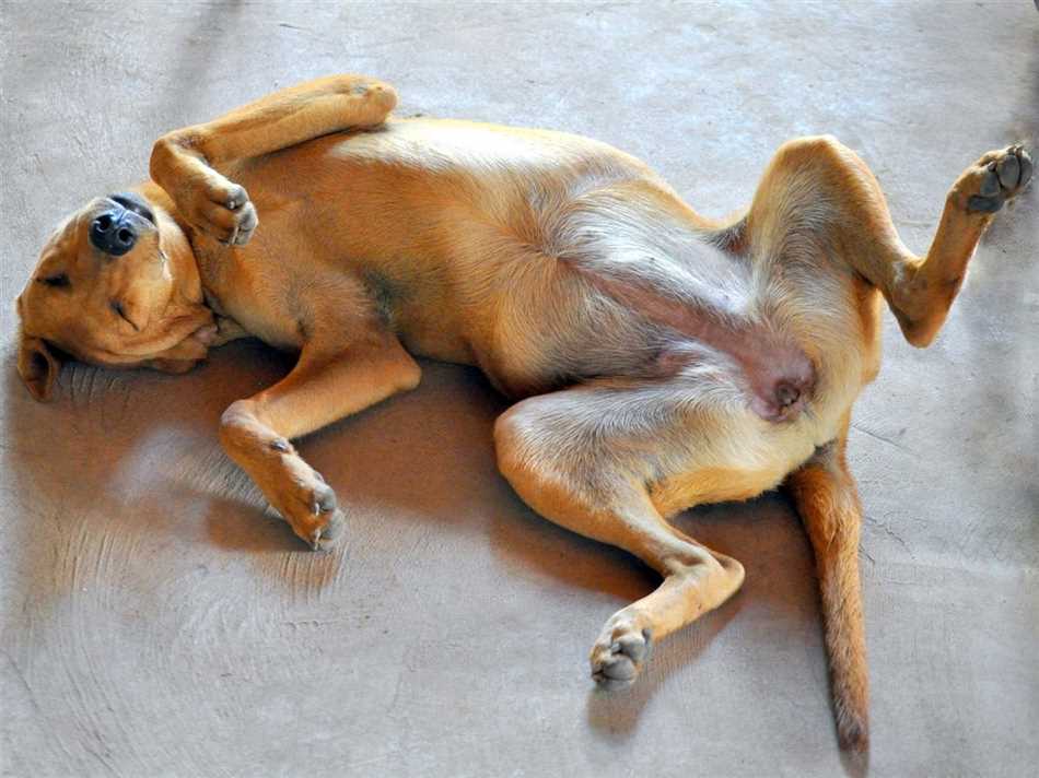 Физиология и комфорт: почему собаки спят на спине лапами вверх?
