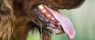 Почему собака высовывает язык?
