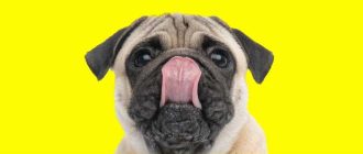 Почему собака высовывает язык и часто дышит дома?