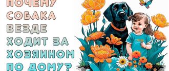 Почему собака всегда следует за своим хозяином? Узнайте все причины!