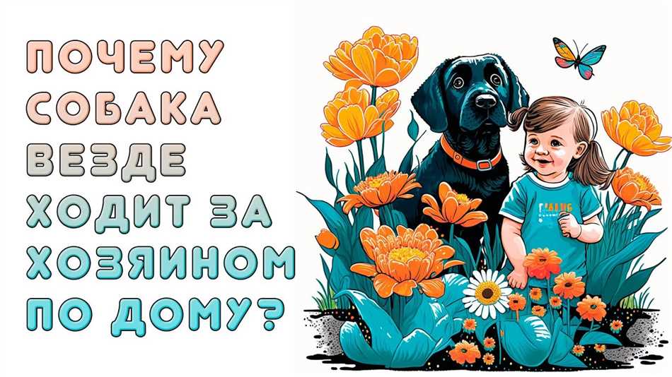 Почему собака всегда ходит за хозяином?