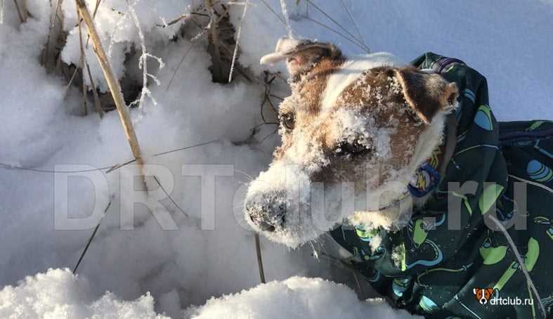 Риск развития заболеваний при даче собакам холодной пищи