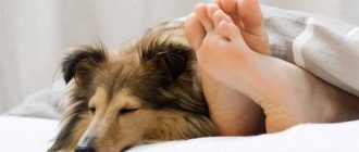 Зачем собаки ложатся на ноги хозяина: психологические и физиологические причины