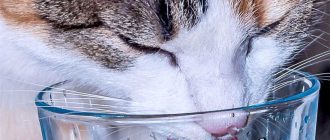 Почему старый кот постоянно пьет воду?