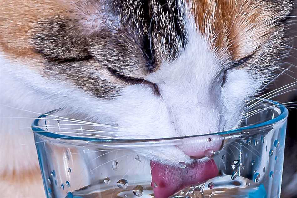 Почему старый кот постоянно пьет воду?