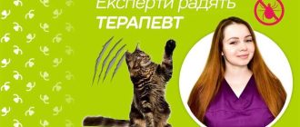 Почему стерилизованная кошка ночами гуляет?