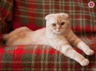 Физиологические особенности шотландских кошек с висячими ушками