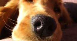 Почему у собаки горячий нос и влажный?