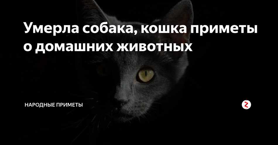 Заболевания, которые могут привести к смерти кошки