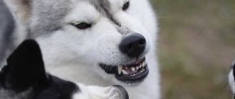 Почему хаски не являются подходящими собаками для охраны?