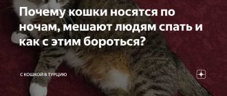 Почему кошка ночью носится?