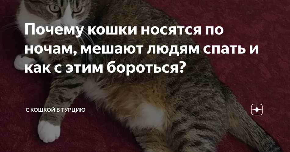 Почему кошка ночью носится?