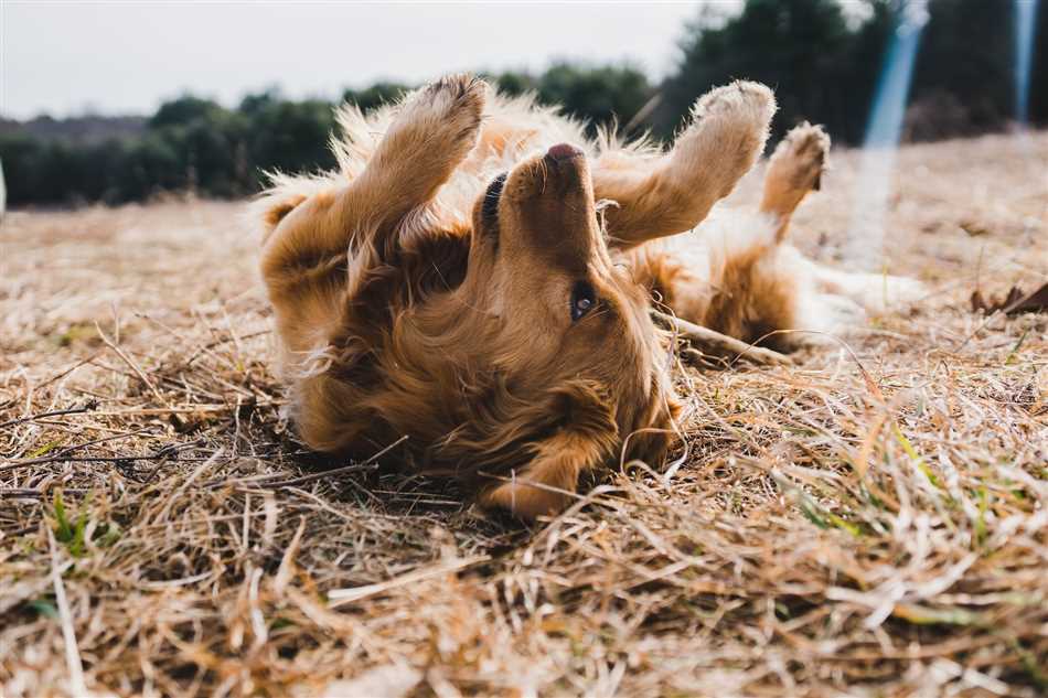 Почему собаки валяются на улице на земле?