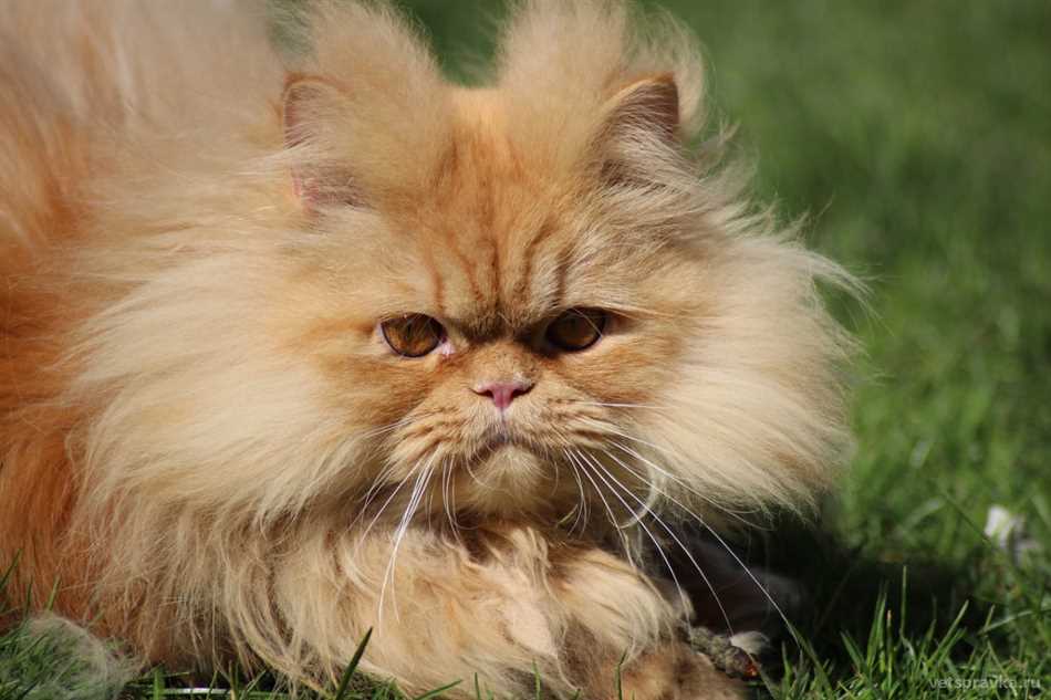 Важность стрижки для персидской кошки