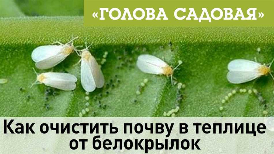 Что такое белокрылка и почему она опасна для теплицы?