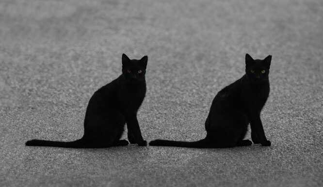 Черные кошки: мифы и реальность
