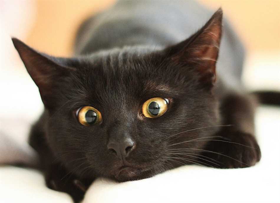 Правда ли что черные кошки привлекают в дом удачу и деньги?