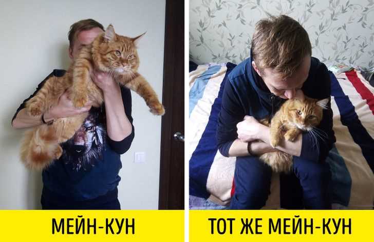 Правда ли что мейн куны не мяукают?