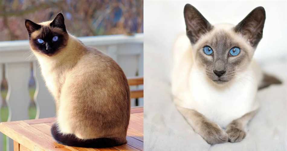 История сиамских кошек