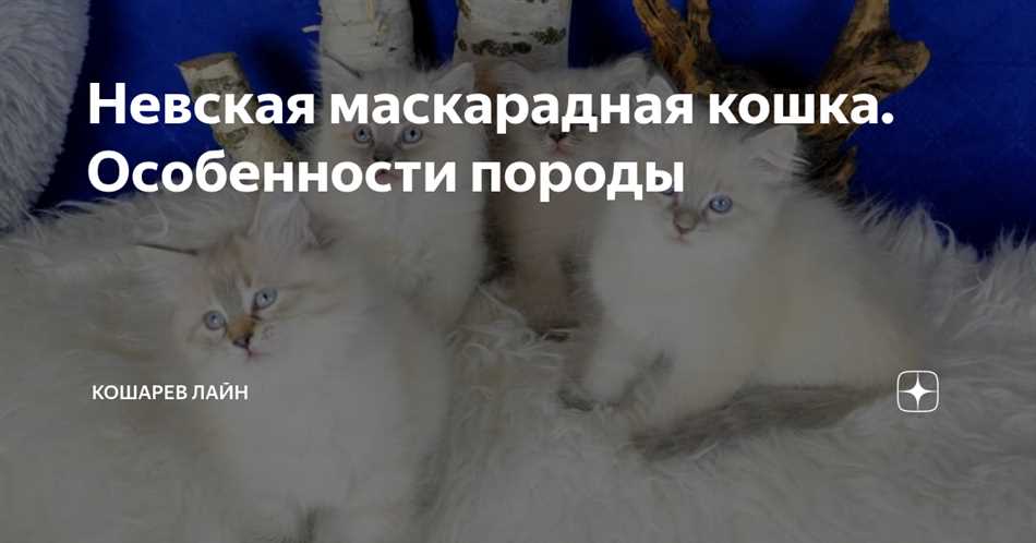 Популярная мифология о кошках Невская маскарадная