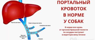 Причины печеночной недостаточности у собак