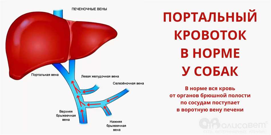 Причины печеночной недостаточности у собак