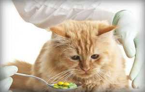 Признаки отравления у кошек крысиным ядом