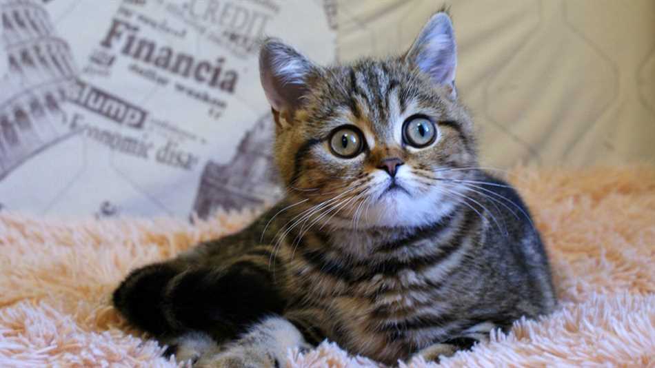 Описание внешности шотландских кошек прямоухих