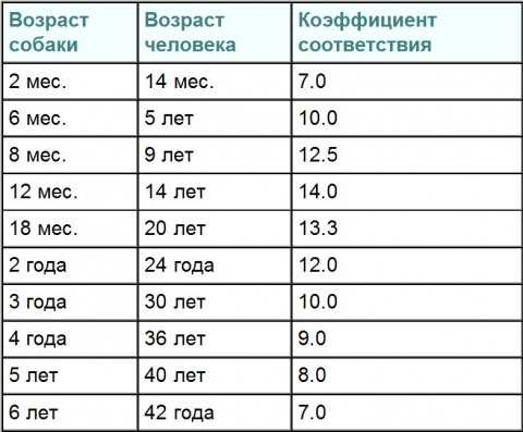 С каким возрастом человека можно сравнить собаку?