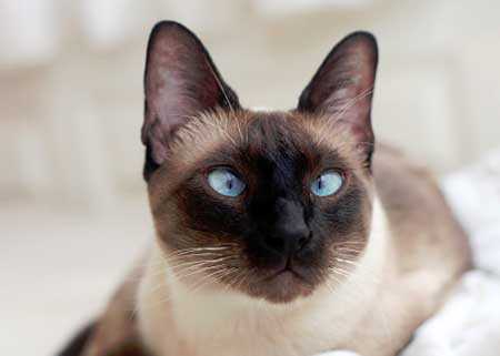Выражение глаз сиамских кошек