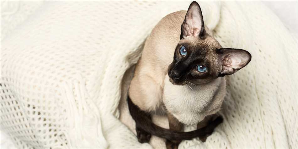 С какими глазами бывают сиамские кошки?