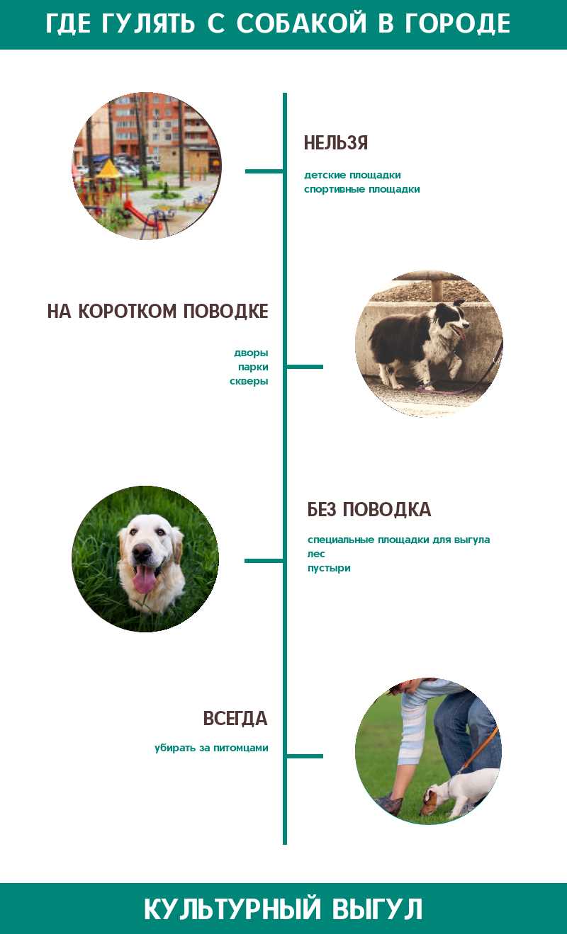 С какими собаками можно гулять без поводка по закону?