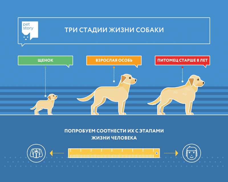 С какого возраста щенок считается взрослым?