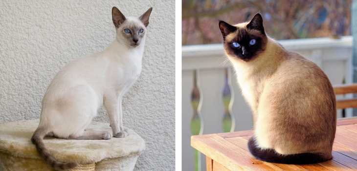 Кто похож на сиамских кошек?