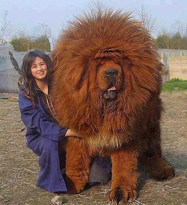 Самая дорогая собака в России