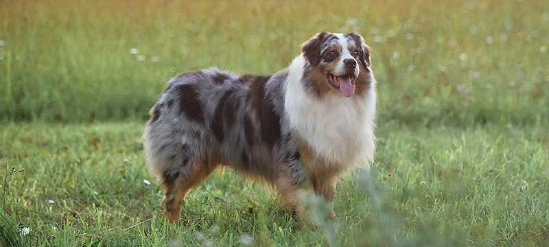Самая популярная австралийская собака овчарка