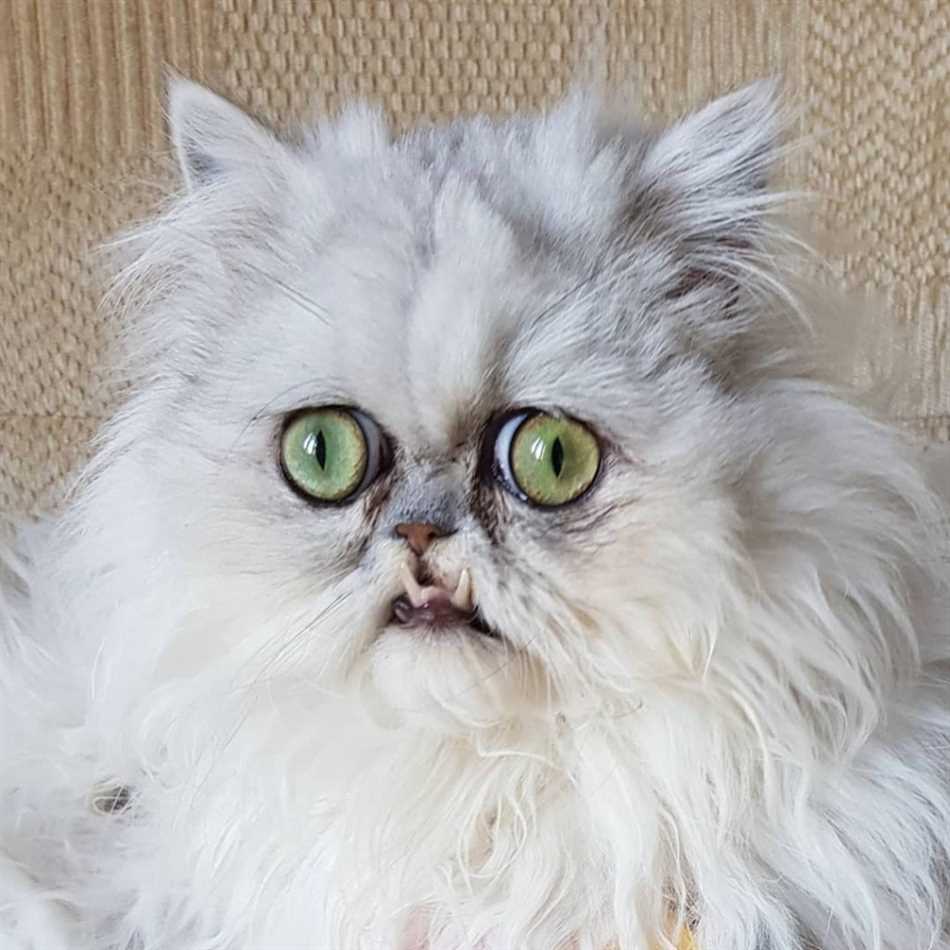 Сфинкс: самая страшная порода кошек, которая вызывает ужас