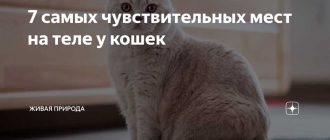 Самые чувствительные места у кошек