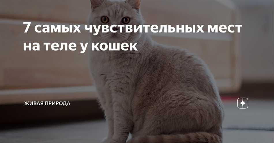 Самые чувствительные места у кошек