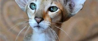 Самые необычные породы кошек