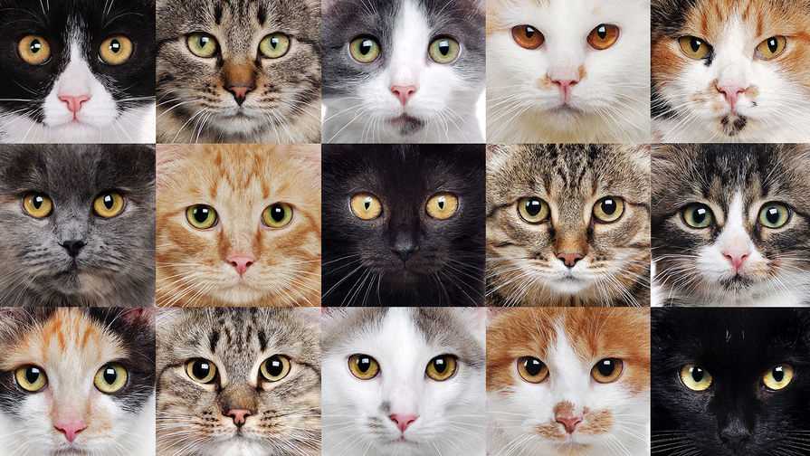 Самые популярные окрасы беспородных кошек