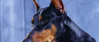 Самые агрессивные и опасные породы собак: список пород и их характеристики