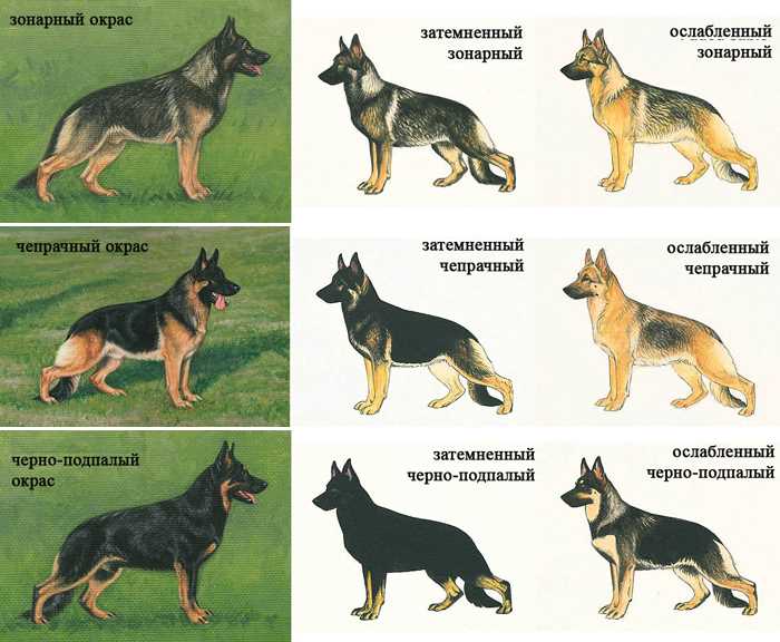 История немецкой овчарки как бойцовской собаки