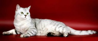 Шотландская прямоухая кошка - описание породы, вопросы про Шотландских прямоухих кошек.