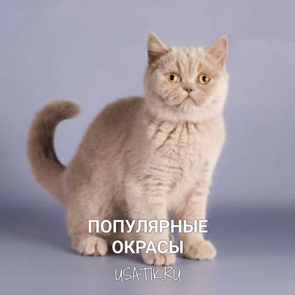 Вопросы про Шотландских прямоухих кошек