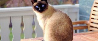Сиамская кошка - описание породы, вопросы про Сиамских кошек.