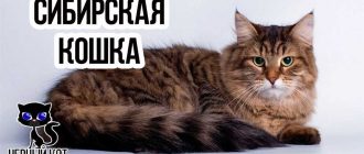 Сибирская кошка - описание породы, вопросы про Сибирских кошек.