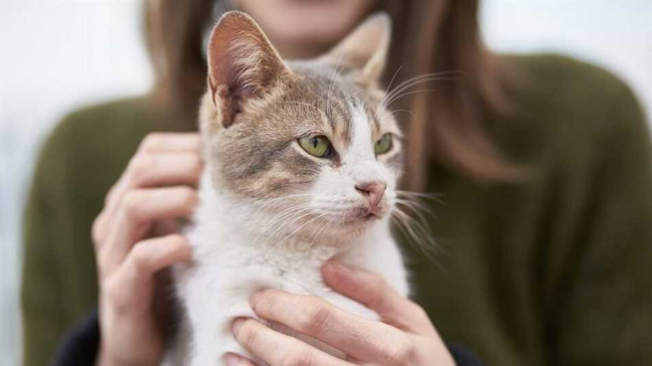Как определить аллергию на кошек у взрослых, если ранее не было симптомов