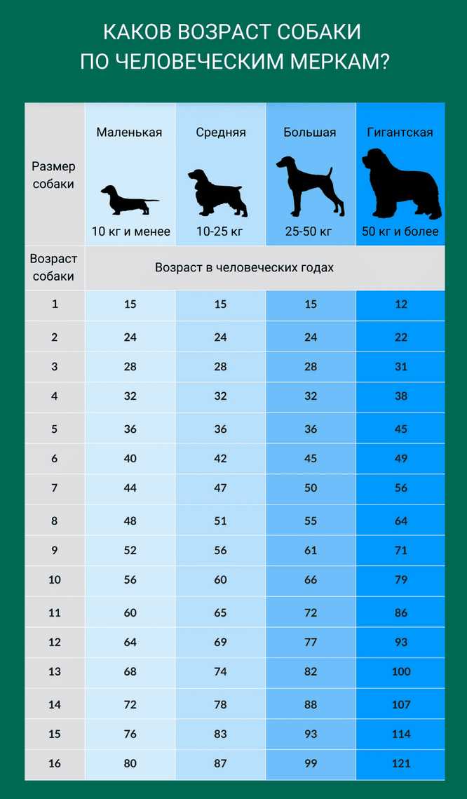 Сколько 1 год равен собаке человеческой жизни?