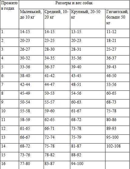 Как рассчитать возраст собаки в человеческих годах?